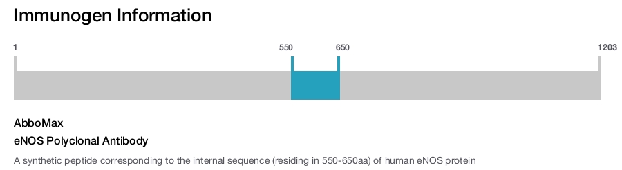 eNOS Polyclonal Antibody