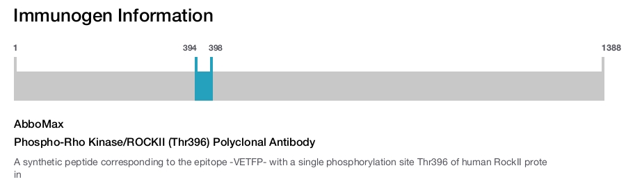 Phospho-Rho Kinase/ROCKII (Thr396) Polyclonal Antibody