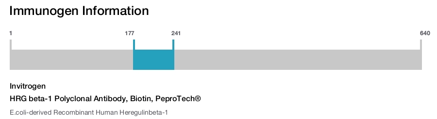 HRG beta-1 Polyclonal Antibody, Biotin, PeproTech®