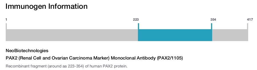 PAX2 (Renal Cell and Ovarian Carcinoma Marker) Monoclonal Antibody (PAX2/1105)