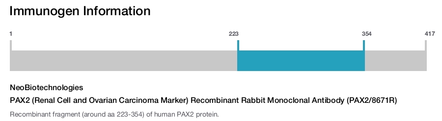 PAX2 (Renal Cell and Ovarian Carcinoma Marker) Recombinant Rabbit Monoclonal Antibody (PAX2/8671R)