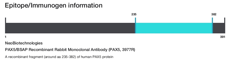 Pax Rabbit PAX5/BSAP Recombinant Rabbit Monoclonal Antibody (PAX5, 3977R) (5079 ...