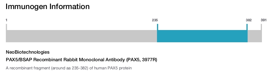 PAX5/BSAP Recombinant Rabbit Monoclonal Antibody (PAX5, 3977R)