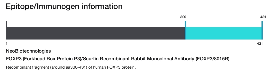 FOXP3 (Forkhead Box Protein P3)/Scurfin Recombinant Rabbit Monoclonal Antibody (FOXP3/8015R)