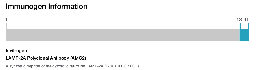 LAMP-2A Polyclonal Antibody (AMC2)
