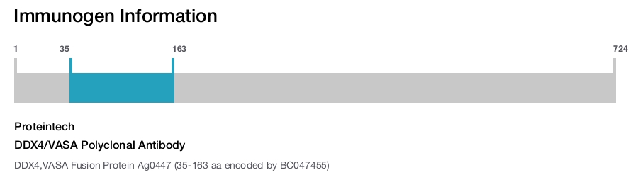DDX4/VASA Polyclonal Antibody