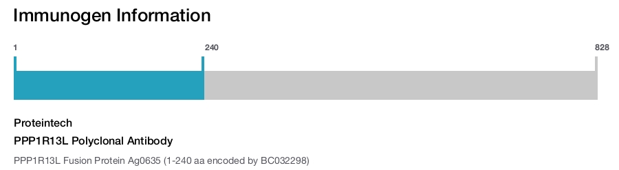 PPP1R13L Polyclonal Antibody