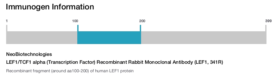 LEF1/TCF1 alpha (Transcription Factor) Recombinant Rabbit Monoclonal Antibody (LEF1, 341R)