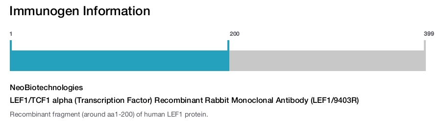 LEF1/TCF1 alpha (Transcription Factor) Recombinant Rabbit Monoclonal Antibody (LEF1/9403R)