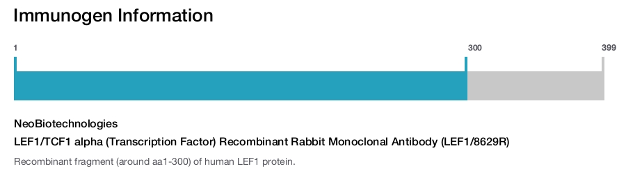 LEF1/TCF1 alpha (Transcription Factor) Recombinant Rabbit Monoclonal Antibody (LEF1/8629R)