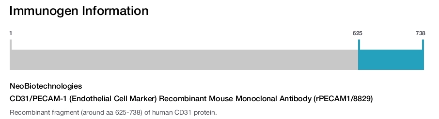 CD31/PECAM-1 (Endothelial Cell Marker) Recombinant Mouse Monoclonal Antibody (rPECAM1/8829)