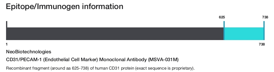 CD31/PECAM-1 (Endothelial Cell Marker) Monoclonal Antibody (MSVA-031M)
