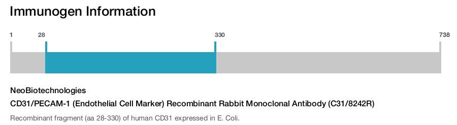 CD31/PECAM-1 (Endothelial Cell Marker) Recombinant Rabbit Monoclonal Antibody (C31/8242R)