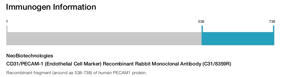 CD31/PECAM-1 (Endothelial Cell Marker) Recombinant Rabbit Monoclonal Antibody (C31/8359R)