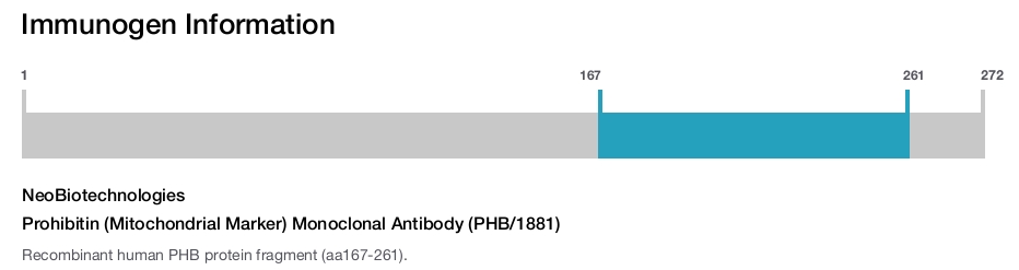 Prohibitin (Mitochondrial Marker) Monoclonal Antibody (PHB/1881)