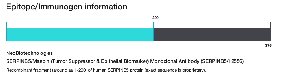 SERPINB5/Maspin (Tumor Suppressor & Epithelial Biomarker) Monoclonal Antibody (SERPINB5/12556)