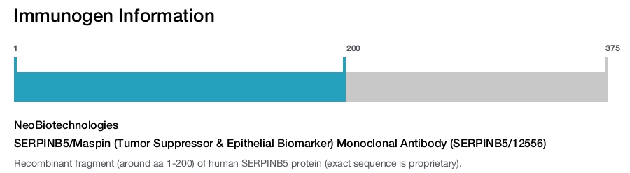 SERPINB5/Maspin (Tumor Suppressor & Epithelial Biomarker) Monoclonal Antibody (SERPINB5/12556)