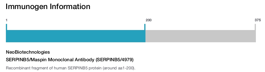 SERPINB5/Maspin Monoclonal Antibody (SERPINB5/4979)