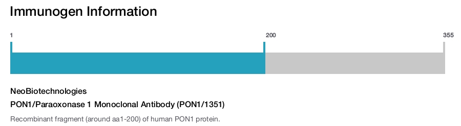 PON1/Paraoxonase 1 Monoclonal Antibody (PON1/1351)