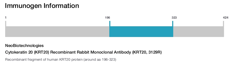 Cytokeratin 20 (KRT20) Recombinant Rabbit Monoclonal Antibody (KRT20, 3129R)