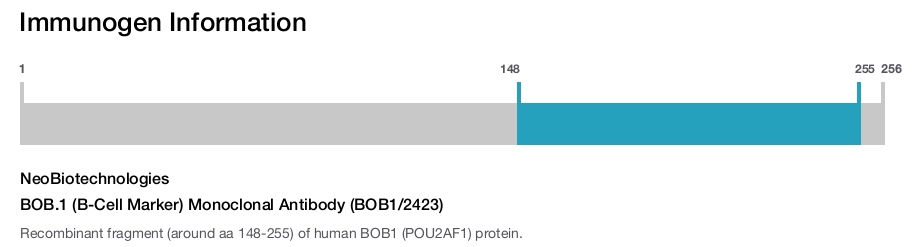 BOB.1 (B-Cell Marker) Monoclonal Antibody (BOB1/2423)