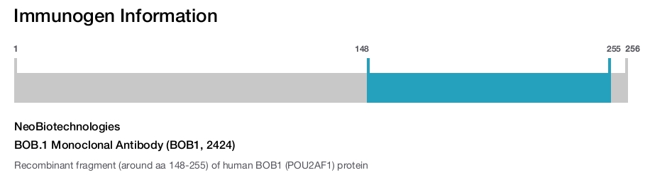 BOB.1 Monoclonal Antibody (BOB1, 2424)