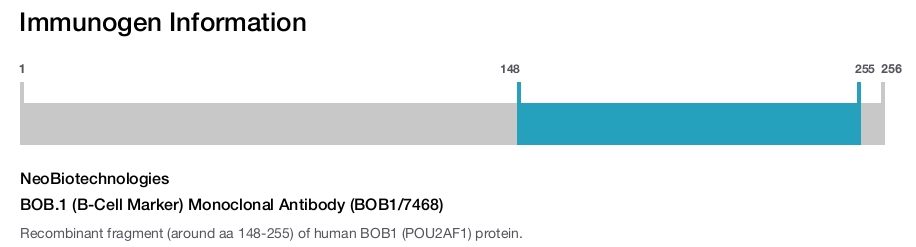 BOB.1 (B-Cell Marker) Monoclonal Antibody (BOB1/7468)