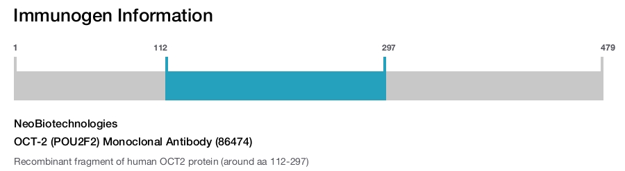 OCT-2 (POU2F2) Monoclonal Antibody (86474)