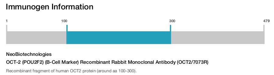 OCT-2 (POU2F2) (B-Cell Marker) Recombinant Rabbit Monoclonal Antibody (OCT2/7073R)