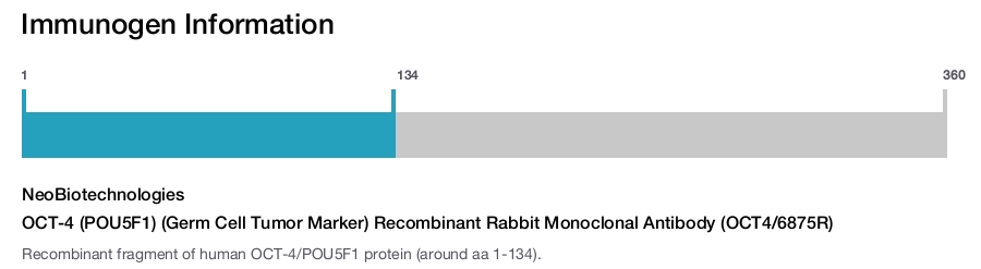 OCT-4 (POU5F1) (Germ Cell Tumor Marker) Recombinant Rabbit Monoclonal Antibody (OCT4/6875R)