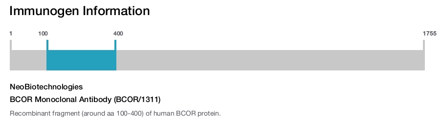 BCOR Monoclonal Antibody (BCOR/1311)