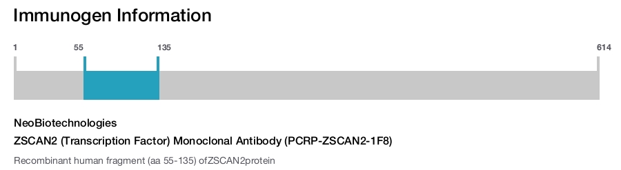 ZSCAN2 (Transcription Factor) Monoclonal Antibody (PCRP-ZSCAN2-1F8)
