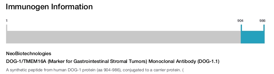 DOG-1/TMEM16A (Marker for Gastrointestinal Stromal Tumors) Monoclonal Antibody (DOG-1.1)