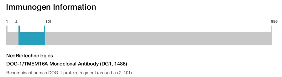 DOG-1/TMEM16A Monoclonal Antibody (DG1, 1486)