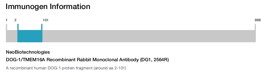 DOG-1/TMEM16A Recombinant Rabbit Monoclonal Antibody (DG1, 2564R)