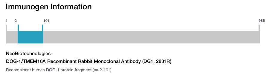 DOG-1/TMEM16A Recombinant Rabbit Monoclonal Antibody (DG1, 2831R)