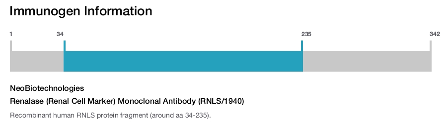 Renalase (Renal Cell Marker) Monoclonal Antibody (RNLS/1940)