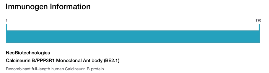 Calcineurin B/PPP3R1 Monoclonal Antibody (BE2.1)