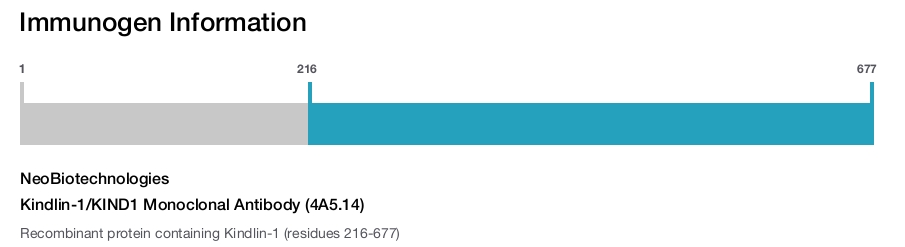 Kindlin-1/KIND1 Monoclonal Antibody (4A5.14)