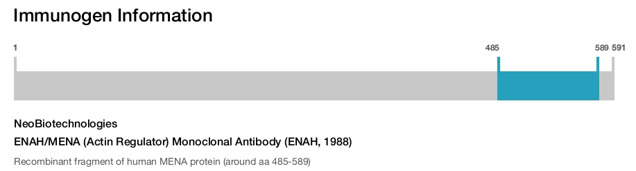 ENAH/MENA (Actin Regulator) Monoclonal Antibody (ENAH, 1988)