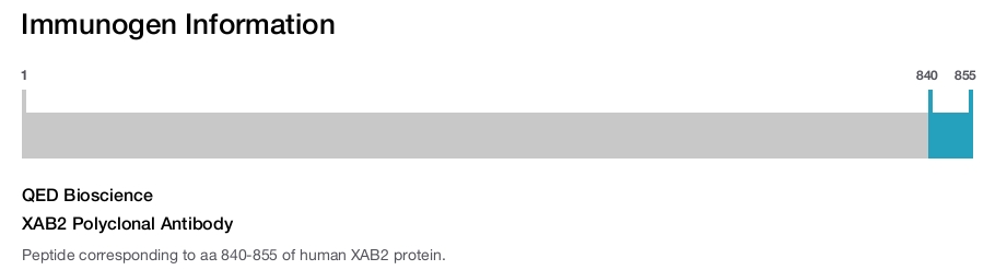 XAB2 Polyclonal Antibody
