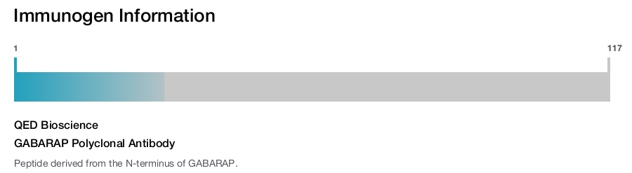 GABARAP Polyclonal Antibody