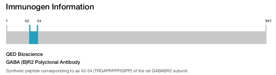 GABA (B)R2 Polyclonal Antibody