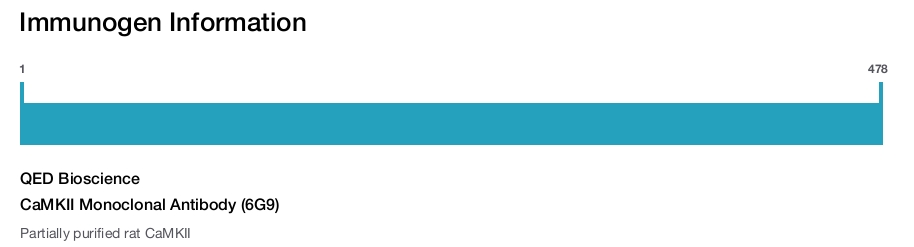 CaMKII Monoclonal Antibody (6G9)