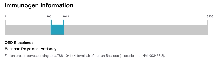 Bassoon Polyclonal Antibody