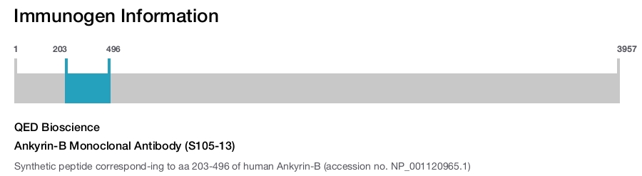 Ankyrin-B Monoclonal Antibody (S105-13)