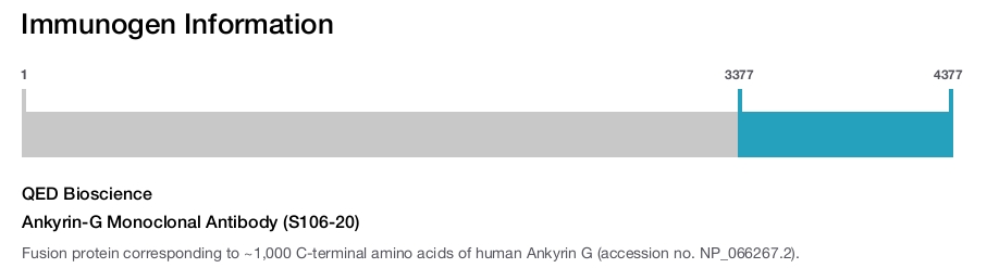 Ankyrin-G Monoclonal Antibody (S106-20)