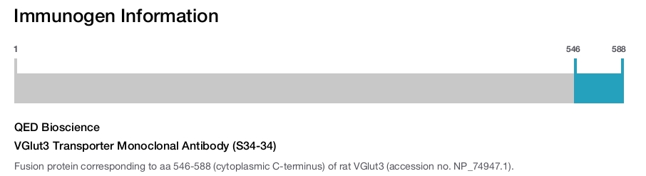 VGlut3 Transporter Monoclonal Antibody (S34-34)