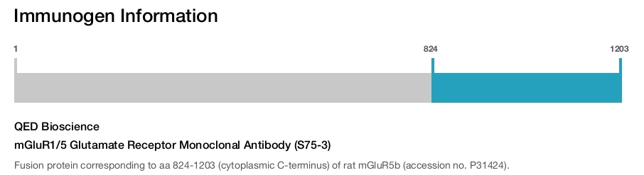 mGluR1/5 Glutamate Receptor Monoclonal Antibody (S75-3)