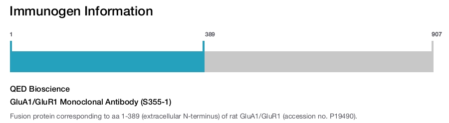 GluA1/GluR1 Monoclonal Antibody (S355-1)